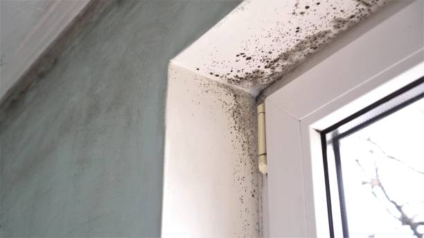 Trusted Nisswa, MN Mold Inspection, Removal & Remediation Experts