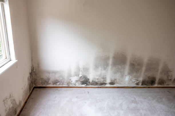 Best Post-Construction Mold Inspection  in Nisswa, MN